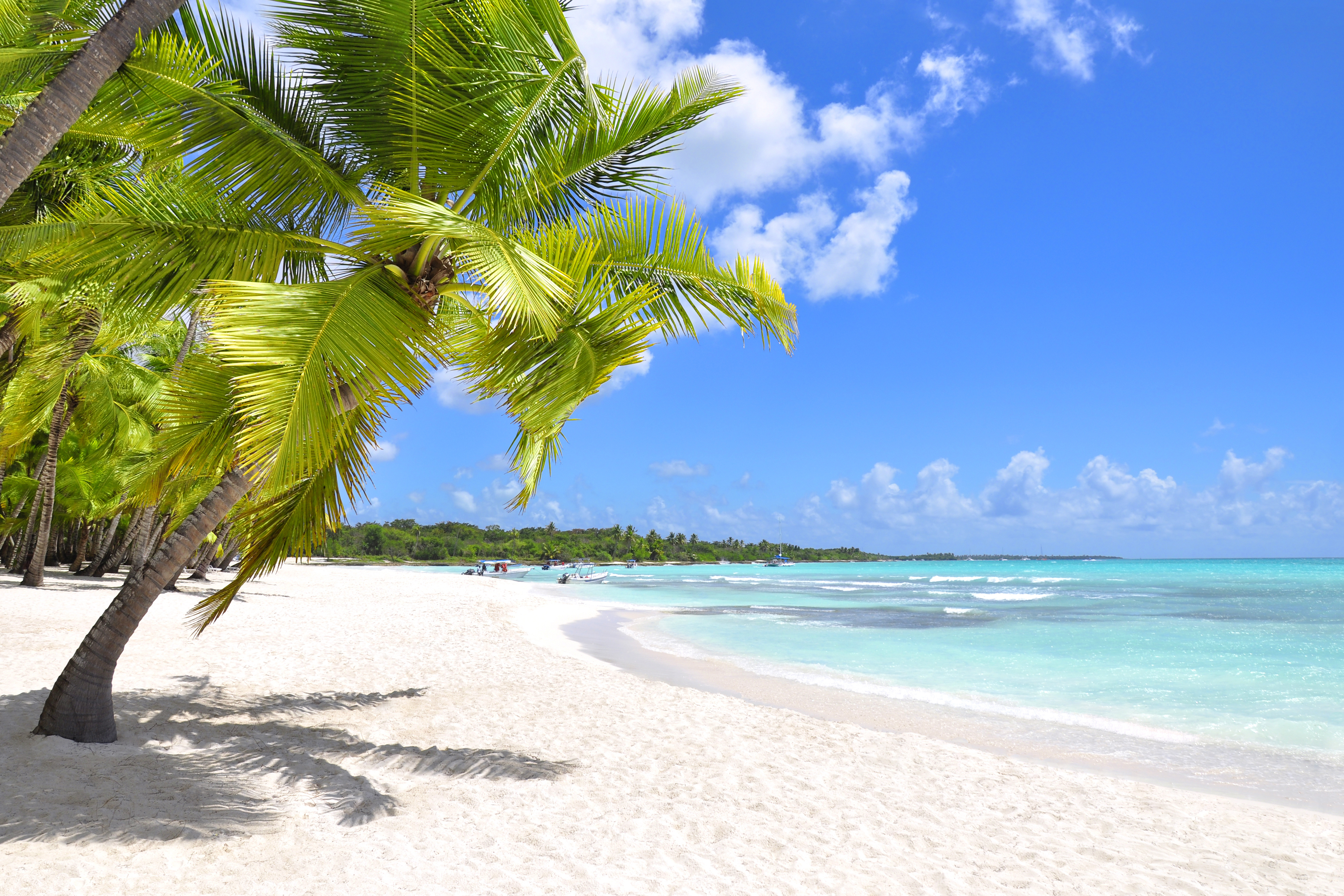 ślub na dominikanie - plaża, palmy, morze